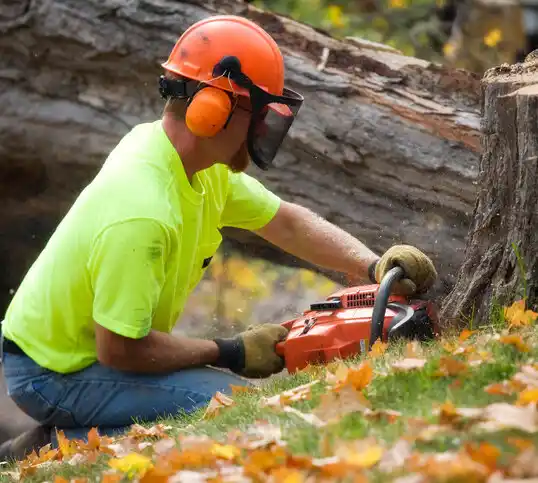 tree services Rock Springs